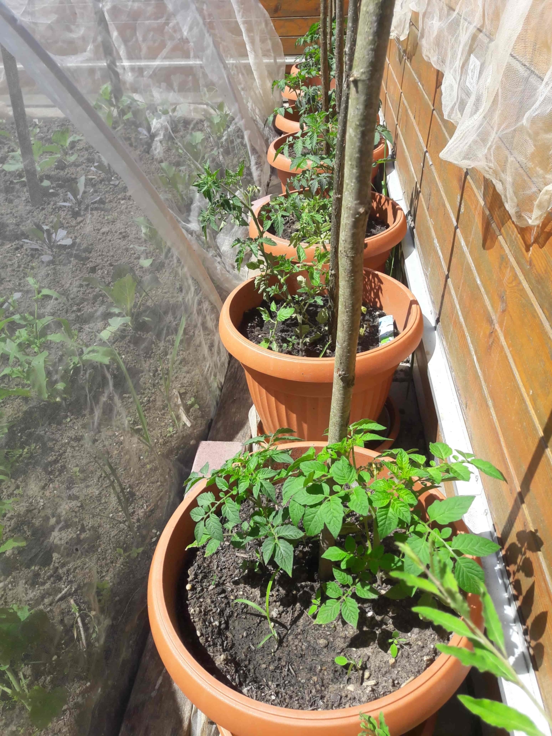 Tomatenanbau Im Hausgarten - Garten- Und Landschaftspflege Stammham